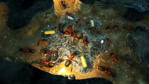 地下蚁国游戏截图1
